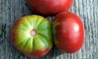 Почему у помидоров зеленые плечики